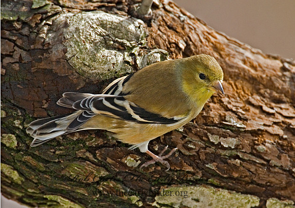 Spinus tristis  AMERICAN GOLDFINCH  6001118