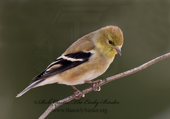 Spinus tristis  AMERICAN GOLDFINCH  6001174