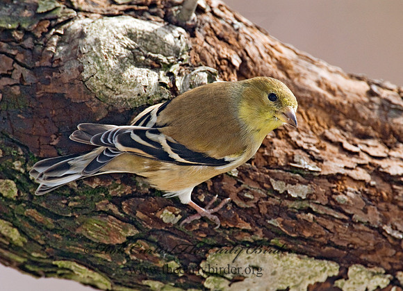 Spinus tristis  AMERICAN GOLDFINCH  6001119