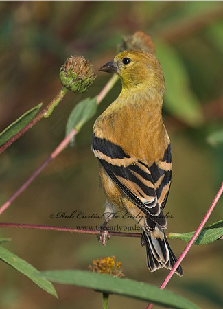 Spinus tristis  AMERICAN GOLDFINCH  6028138