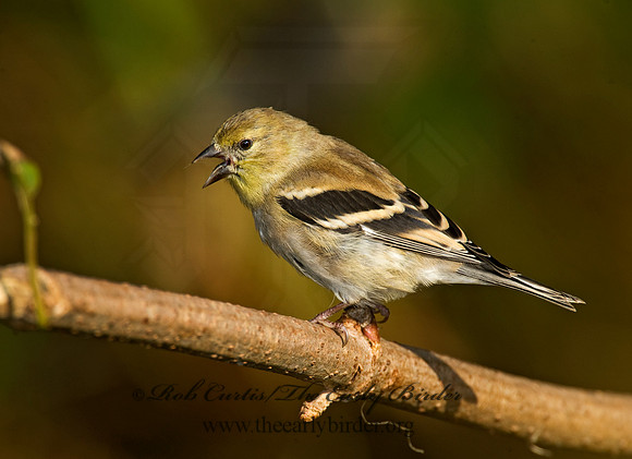 Spinus tristis  AMERICAN GOLDFINCH  8019220