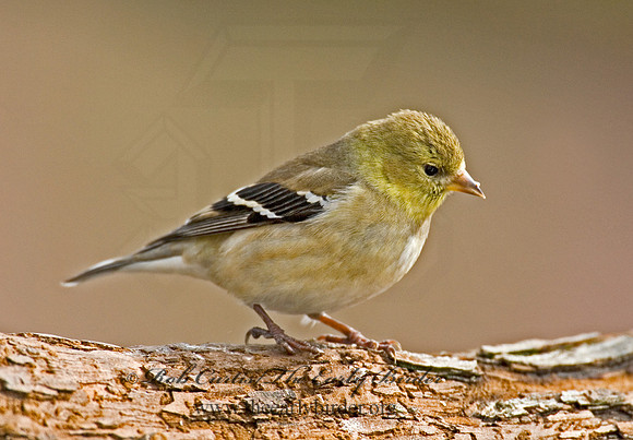 Spinus tristis  AMERICAN GOLDFINCH  6001184