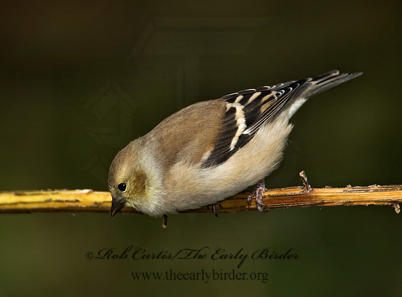 Spinus tristis  AMERICAN GOLDFINCH  8019253