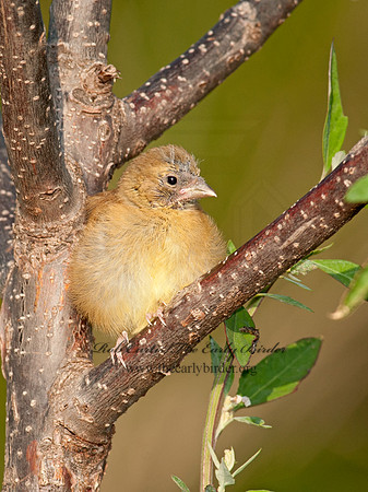 Spinus tristis  AMERICAN GOLDFINCH  8028920-1