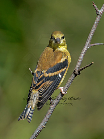 Spinus tristis  AMERICAN GOLDFINCH  9004253-1