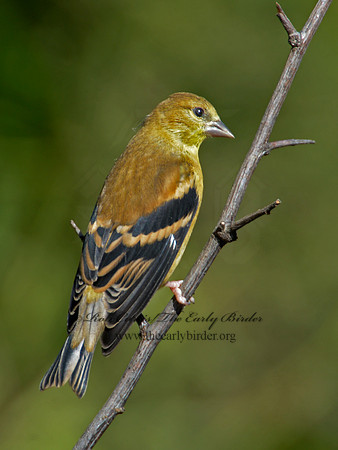 Spinus tristis  AMERICAN GOLDFINCH  9004254