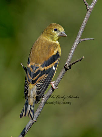 Spinus tristis  AMERICAN GOLDFINCH  9004255-1
