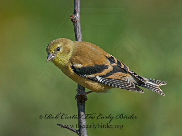 Spinus tristis  AMERICAN GOLDFINCH  9004459