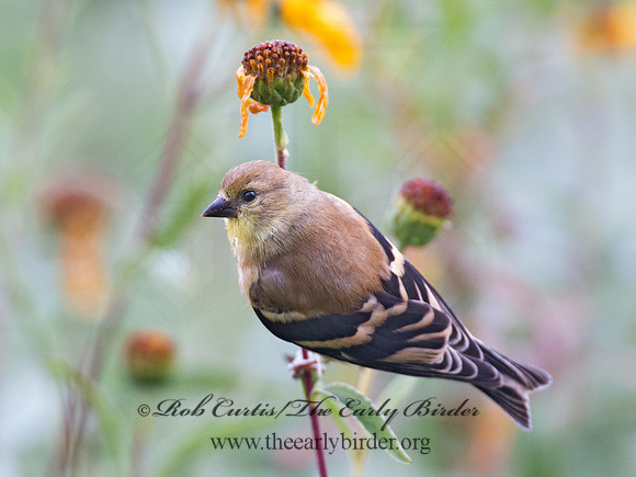 Spinus tristis  AMERICAN GOLDFINCH  9005053