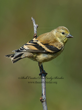Spinus tristis  AMERICAN GOLDFINCH  9005315