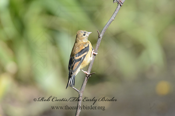 Spinus tristis  AMERICAN GOLDFINCH  9004236