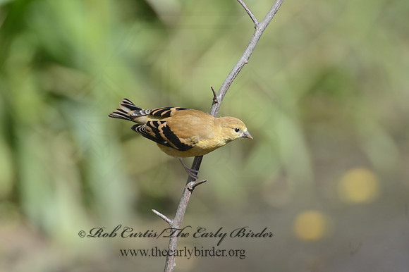 Spinus tristis  AMERICAN GOLDFINCH  9004246