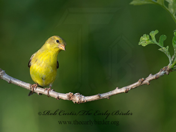 Spinus tristis  AMERICAN GOLDFINCH 9039016