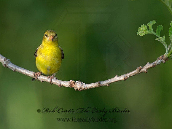 Spinus tristis  AMERICAN GOLDFINCH 9039017