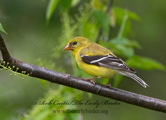 Spinus tristis  AMERICAN GOLDFINCH 9046046