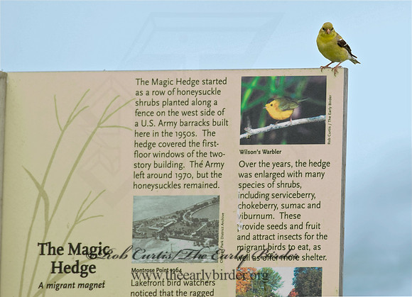 Spinus tristis  AMERICAN GOLDFINCH  8013807