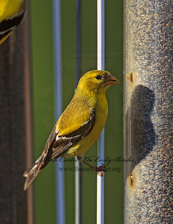 Spinus tristis  AMERICAN GOLDFINCH  256901