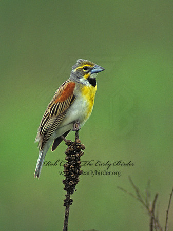 Spiza americana  DICKCISSEL 154114