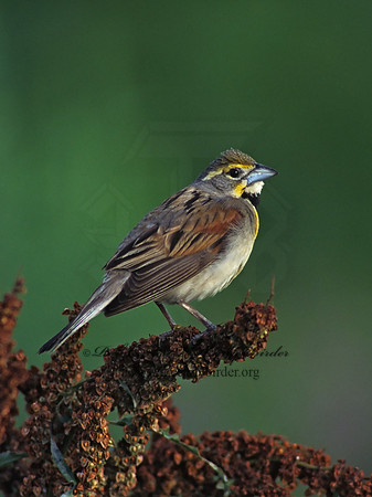 Spiza americana  DICKCISSEL 175109