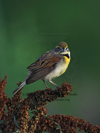Spiza americana  DICKCISSEL 1750105