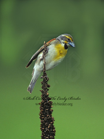 Spiza americana  DICKCISSEL 154111