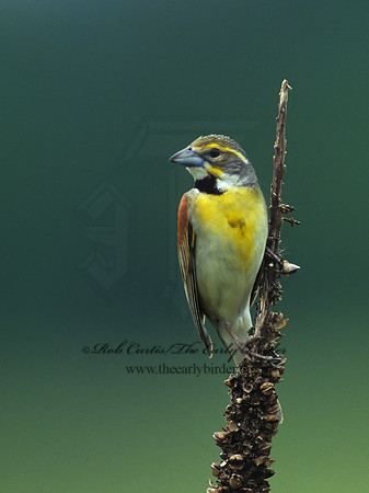Spiza americana  DICKCISSEL 154135