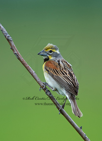 Spiza americana  DICKCISSEL 8005379
