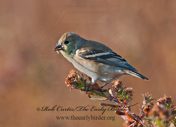 Spinus tristis  AMERICAN GOLDFINCH  3005276