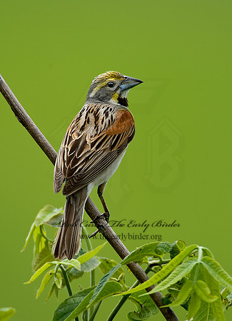 Spiza americana  DICKCISSEL 8005444