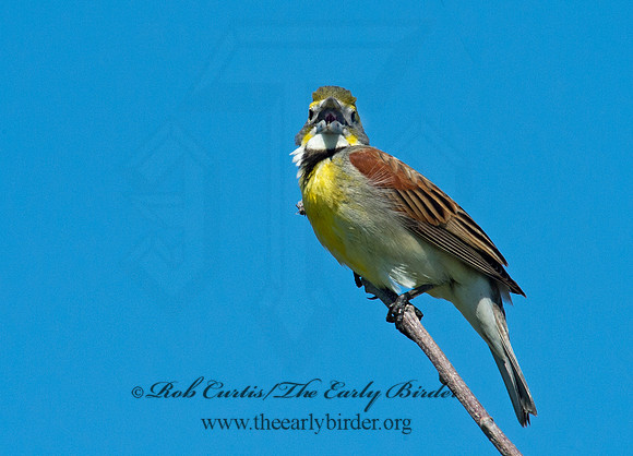 Spiza americana  DICKCISSEL 9002514