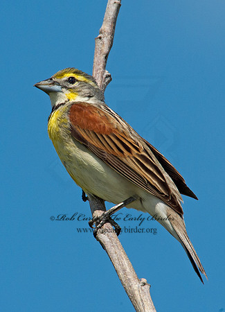 Spiza americana  DICKCISSEL 9002521