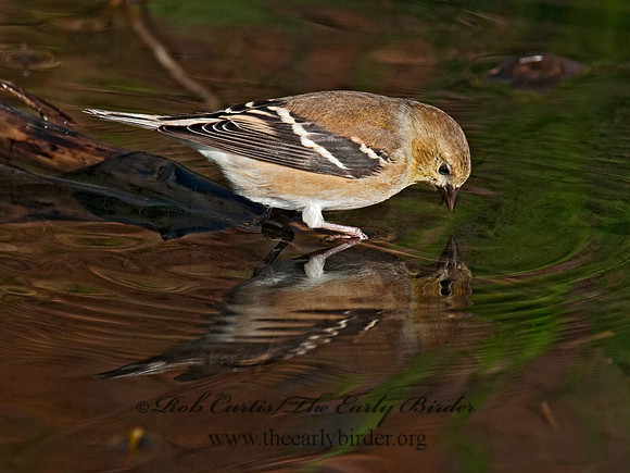 Spinus tristis  AMERICAN GOLDFINCH  3004846