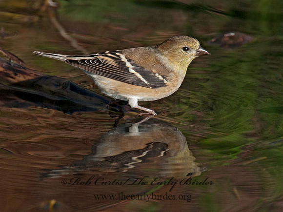 Spinus tristis  AMERICAN GOLDFINCH  3004847