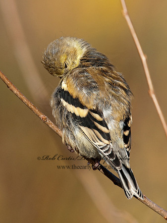 Spinus tristis  AMERICAN GOLDFINCH  3004848