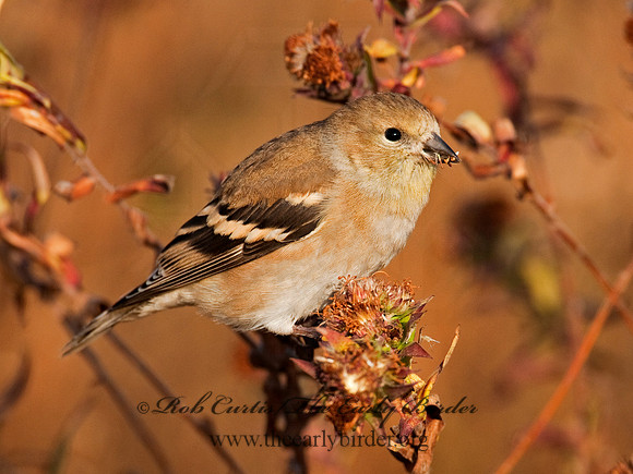 Spinus tristis  AMERICAN GOLDFINCH  3005278