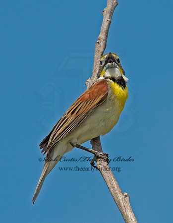 Spiza americana  DICKCISSEL 9002529