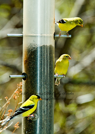 Spinus tristis  AMERICAN GOLDFINCH  4001674