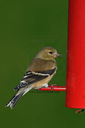 Spinus tristis  AMERICAN GOLDFINCH  5018050