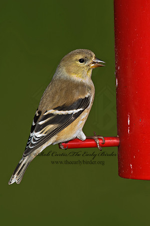 Spinus tristis  AMERICAN GOLDFINCH  5018190