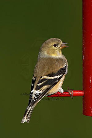 Spinus tristis  AMERICAN GOLDFINCH  5018192