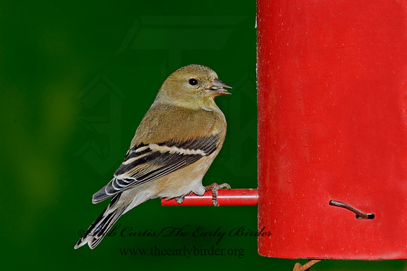 Spinus tristis  AMERICAN GOLDFINCH  5018047