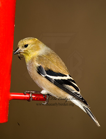Spinus tristis  AMERICAN GOLDFINCH  5018199