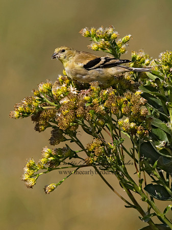 Spinus tristis  AMERICAN GOLDFINCH  6028184
