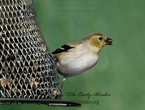 Spinus tristis  AMERICAN GOLDFINCH  6000918