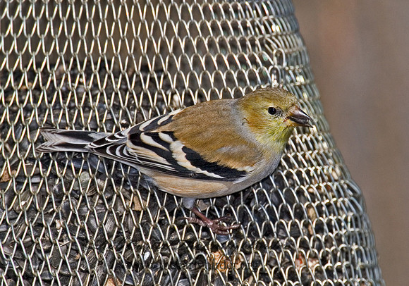 Spinus tristis  AMERICAN GOLDFINCH  6000921