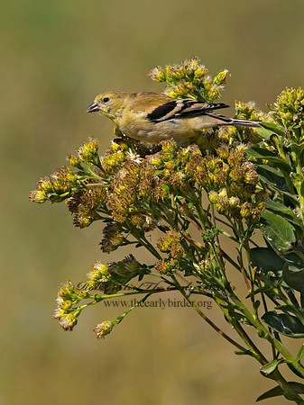 Spinus tristis  AMERICAN GOLDFINCH  6028186