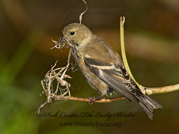 Spinus tristis  AMERICAN GOLDFINCH  8019224