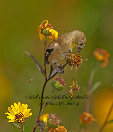 Spinus tristis  AMERICAN GOLDFINCH  8023775