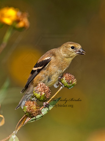 Spinus tristis  AMERICAN GOLDFINCH  8023778