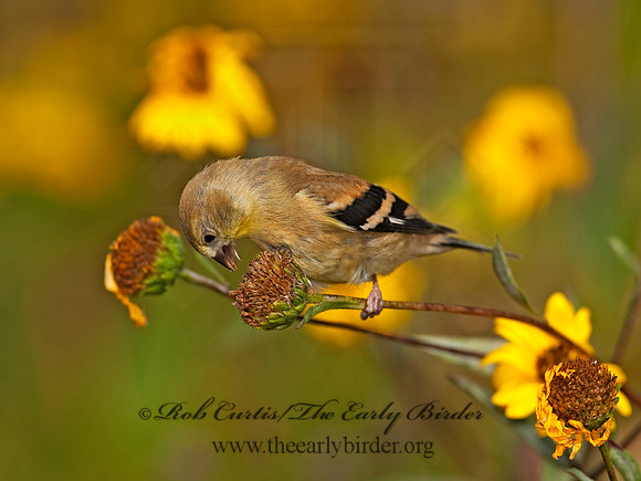 Spinus tristis  AMERICAN GOLDFINCH  8023792